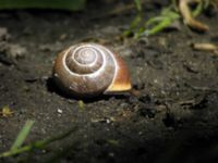 Cepaea nemoralis Klagshamns udde, Malmö, Skåne, Sweden 20050609 045