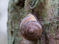 Cepaea nemoralis, Sumpskogen Klagshamns udde, Malmö, Skåne, Sweden 20140415_0011