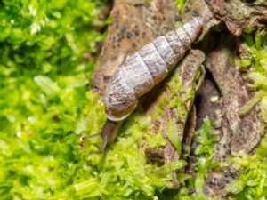 Clausilia bidentata - Two Toothed Door Snail - Strimspolsnäcka