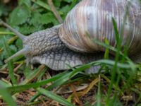 Helix pomatia Hamnen, Klagshamns udde, Malmö, Skåne, Sweden 20160521_0019