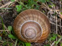 Helix pomatia Sandheden, Klagshamns udde, Malmö, Skåne, Sweden 20230529_0060