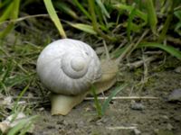 Helix pomatia Vinbergssnäcka Lernacken, Malmö, Skåne, Sweden 20050605 018