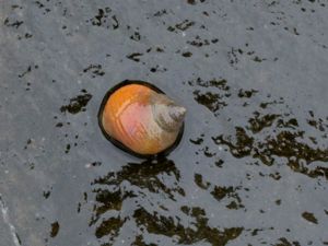 Littorina saxatilis - Rough Periwinkle - Vivipar strandsnäcka