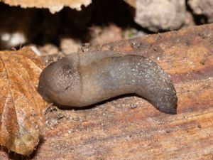 Milax nigricans - Rough Jet Slug