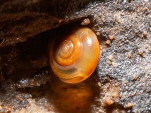 Oxychilus alliarius - Garlic Snail - Löksnäcka