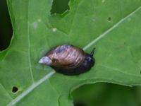 Oxyloma elegans Hjularöd, Eslöv, Skåne, Sweden 20170617_0033