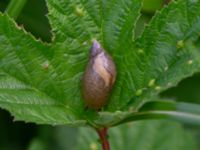 Succinia putris Toarpsdammen, Malmö, Skåne, Sweden 20190621_0103