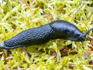 Arion ater - European Black Slug - Svart skogssnigel