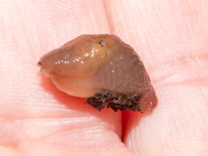 Deroceras invadens - Chestnut Slug - Vagabondsnigel