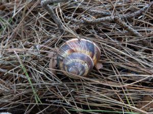 Helix lucorum