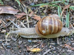 Helix pomatia - Burgundy Snail - Vinbergssnäcka