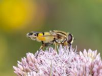 Helophilus trivittatus Karmindammen, Trelleborg, Skåne, Sweden 20240730_0024