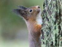 Sciurus vulgaris Toarp, Malmö, Skåne, Sweden 20250102_0192