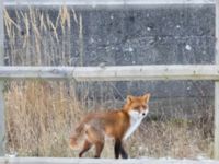 Vulpes vulpes Ridhuset, Klagshamns udde, Malmö, Skåne, Sweden 20250104_0053