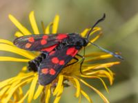 Zygaena filipendulae Lertagsdammen, Klagshamns udde, Malmö, Skåne, Sweden 20240703_0063