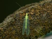 Chrysoperla carnea Måryd fd fälad, Lund, Skåne, Sweden 20180624_0122