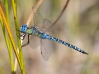 Aeshna affinis ad male Lilla kalkbrottet, Klagshamns udde, Malmö, Skåne, Sweden 20240729_0202