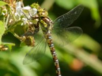 Aeshna cyanea female Järavallen, Kävlinge, Skåne, Sweden 20160713_0145