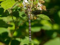 Aeshna cyanea female Järavallen, Kävlinge, Skåne, Sweden 20160713_0154