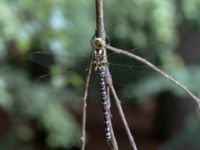 Aeshna cyanea male 1,0 km NE Tåstarps kyrka, Ängelholm, Skåne, Sweden 20180711_0094