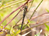 Aeshna mixta Ulricedal, Malmö, Skåne, Sweden 20190730_0040