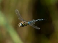 Aeshna mixta ad male Ödammen, Öresundsparken, Ribersborg, Malmö, Skåne, Sweden 20170901_0026