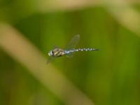 Aeshna mixta ad male Ödammen, Öresundsparken, Ribersborg, Malmö, Skåne, Sweden 20170901_0036