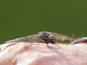 Aeshna sitchensis - Zigzag Darner