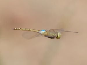 Anax ephippiger - Vagrant Emperor - Brun kejsartrollslända