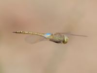 Anax ephippiger Wadi Shelomo, Israel 20130330B 112