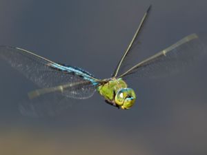 Anax imperator - Blue Emperor - Blå kejsartrollslända