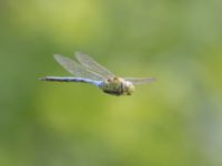 Anax imperator Lilla kalkbrottet, Klagshamns udde, Malmö, Skåbe, Sweden 20240724_0236