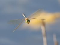 Anax parthenope male Kalkbrottet, Klagshamns udde, Malmö, Skåne, Sweden 20150806B_0095