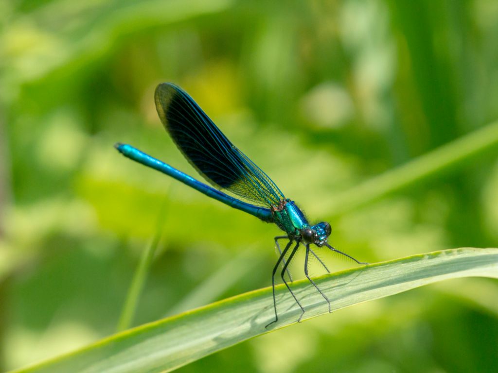 Calopteryx splendens - Banded Demoiselle - Blåbandad jungfruslända