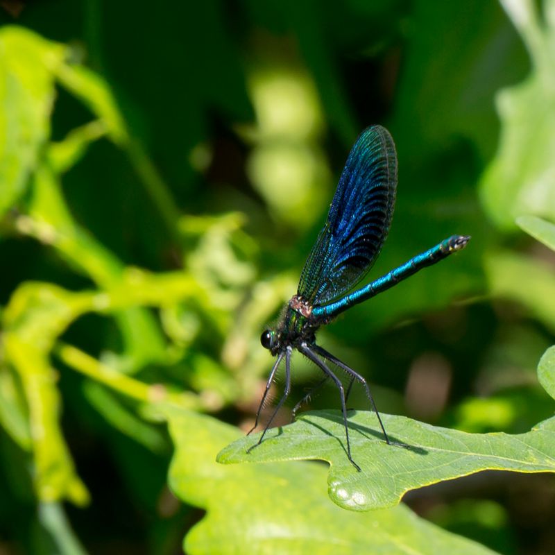 Calopteryx splendens - Banded Demoiselle - Blåbandad jungfruslända