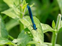 Calopteryx splendens Lilla Mölleberga, Malmö, Skåne, Sweden 20190620_0001