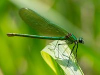 Calopteryx splendens Lilla Mölleberga, Malmö, Skåne, Sweden 20190620_0007