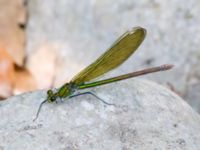 Calopteryx splendens female Kabanos river, Crete, Greece 20130708C 096