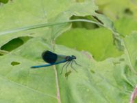 Calopteryx splendens male Fjelie, Lomma, Skåne, Sweden 20160806_0011