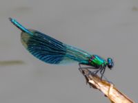 Calopteryx splendens male Gunnaröd, Eslöv, Skåne, Sweden 20130717B-103