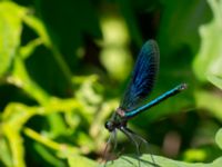 Calopteryx splendens male Toarpsdammen, Malmö, Skåne, Sweden 20160602_0088