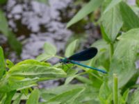 Calopteryx virgo male Kungsmarken, Lund, Skåne, Sweden 20170624_0081