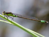 Coenagrion armatum male Dammen Norra Näs, Varberg, Halland, Sweden 20130517B_0030