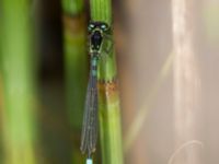 Coenagrion armatum male Hercules dammar, Kristianstad, Skåne, Sweden 20140525_0090