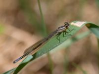 Coenagrion hastulatum Holmeja, Svedala, Skåne, Sweden 20130518B-15