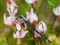 Coenagrion hastulatum female Väster-Sortmyran, Sävar, Umeå, Västerbotten, Sweden 20150706_0290