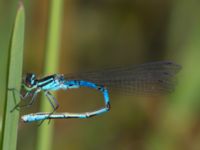 Coenagrion hastulatum male Damm Åsadal, Onslunda, Tomelilla, Skåne, Sweden 20130524B-180