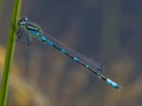 Coenagrion lunulatum male Damm Åsadal, Onslunda, Tomelilla, Skåne, Sweden 20130524B-231