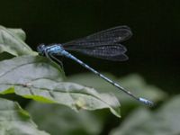 Coenagrion puella Bågskyttedungen, Ribersborg, Malmö, Skåne, Sweden 20240619_0043