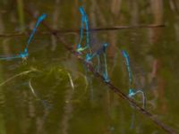 Coenagrion puella Bellevuedammen, Malmö, Skåne, Sweden 20140530_0069